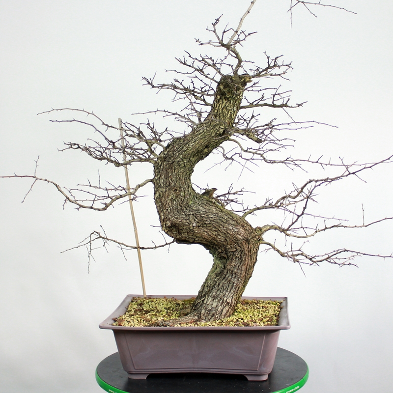 Crataegus monogyna #3 - hawthorn