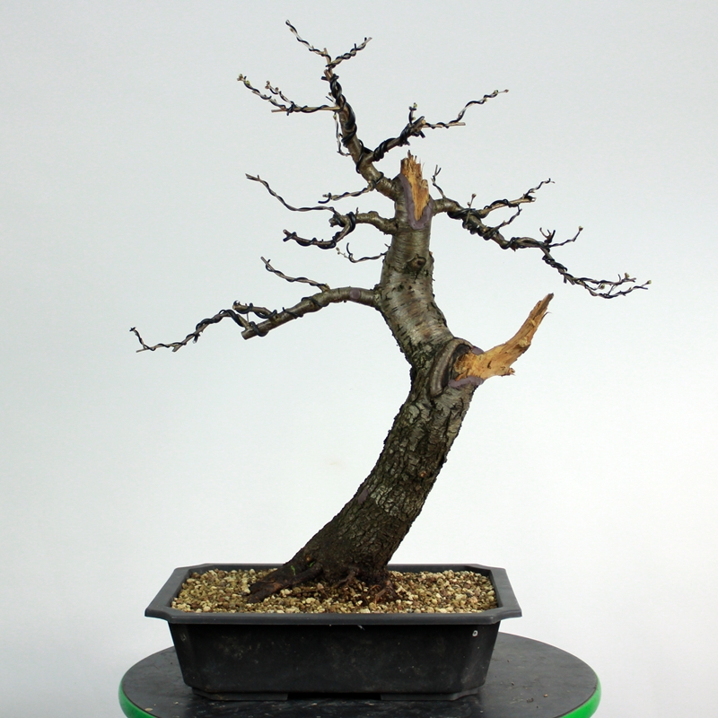 Prunus mahaleb #2 - rešeljika