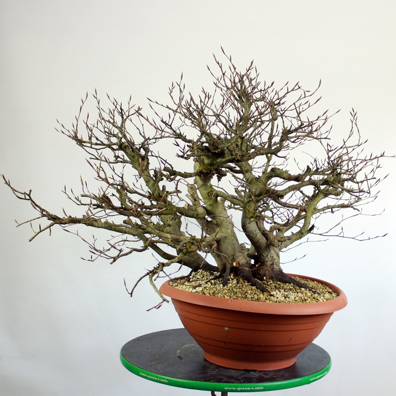 Fagus sylvatica #18 - beech