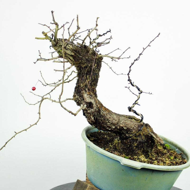 Crataegus monogyna #4 - Glog