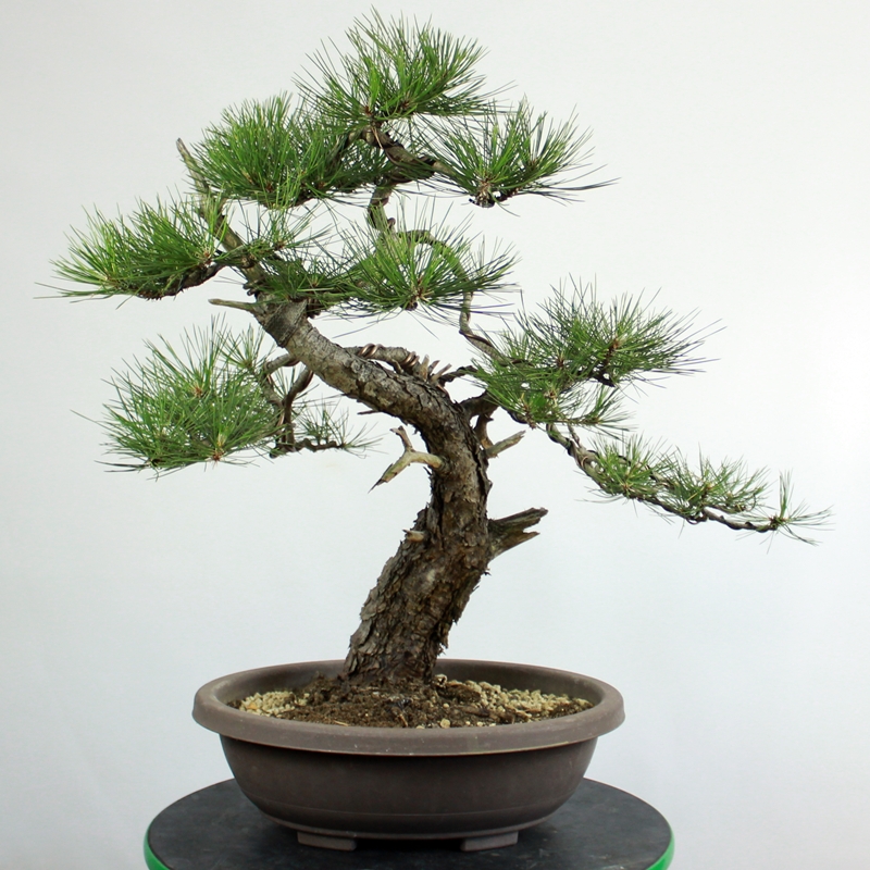 Pinus nigra #2 - črni bor