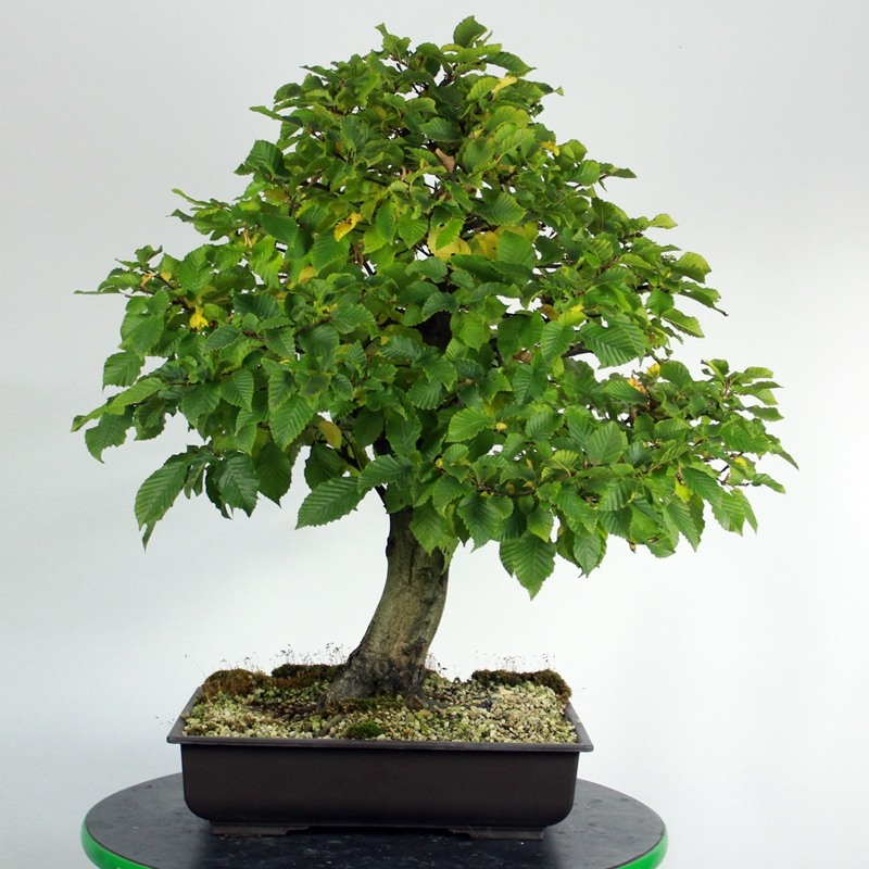 Carpinus betulus #1 - Beli gaber