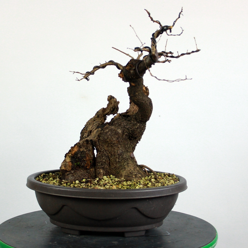 Prunus mahaleb #18 - Rešeljika