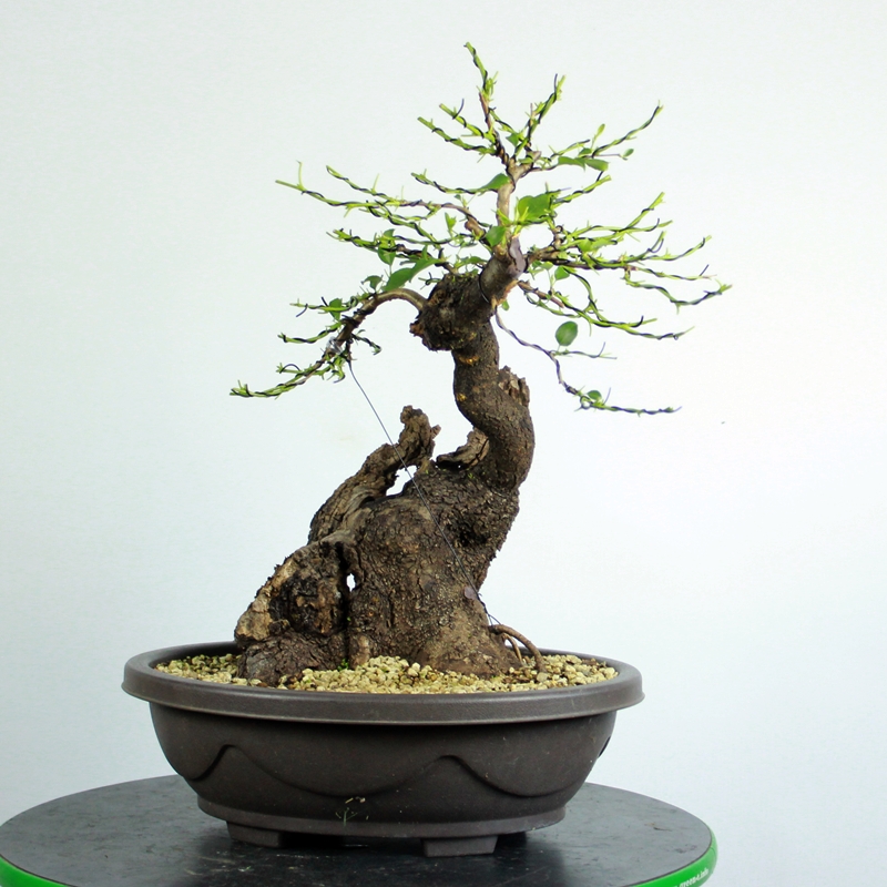 Prunus mahaleb #18 - st. lucy cherry