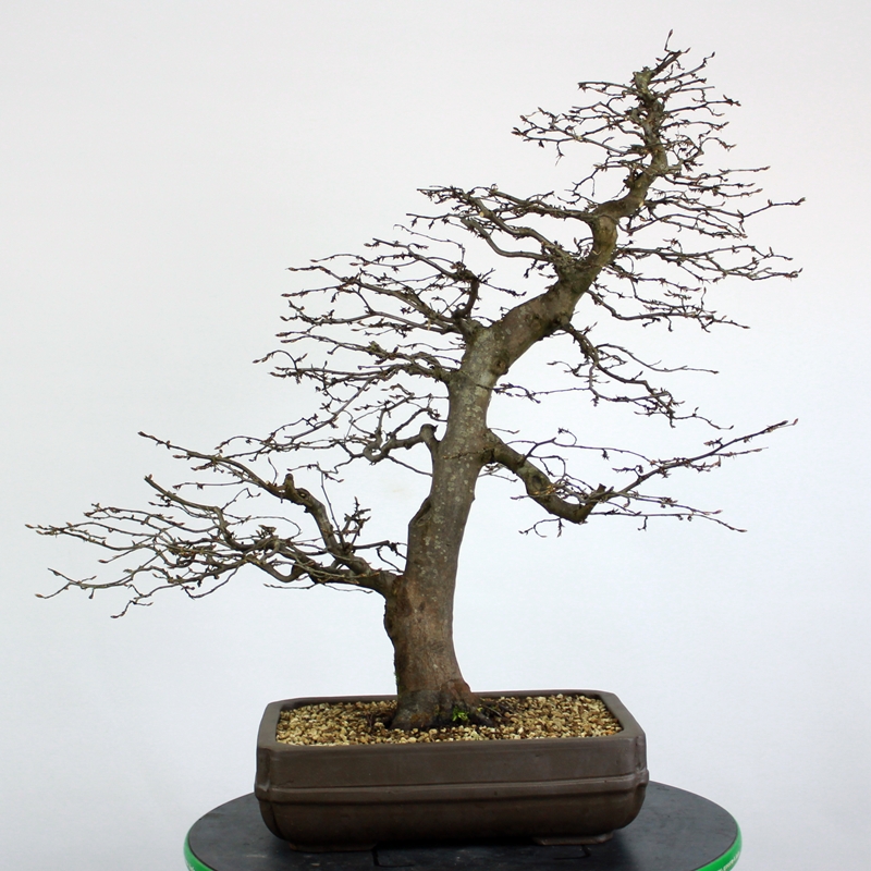 Carpinus betulus #7 - beli gaber