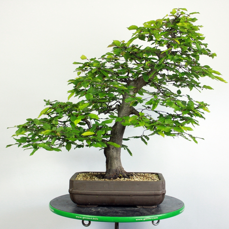 Carpinus betulus #7 - hornbeam