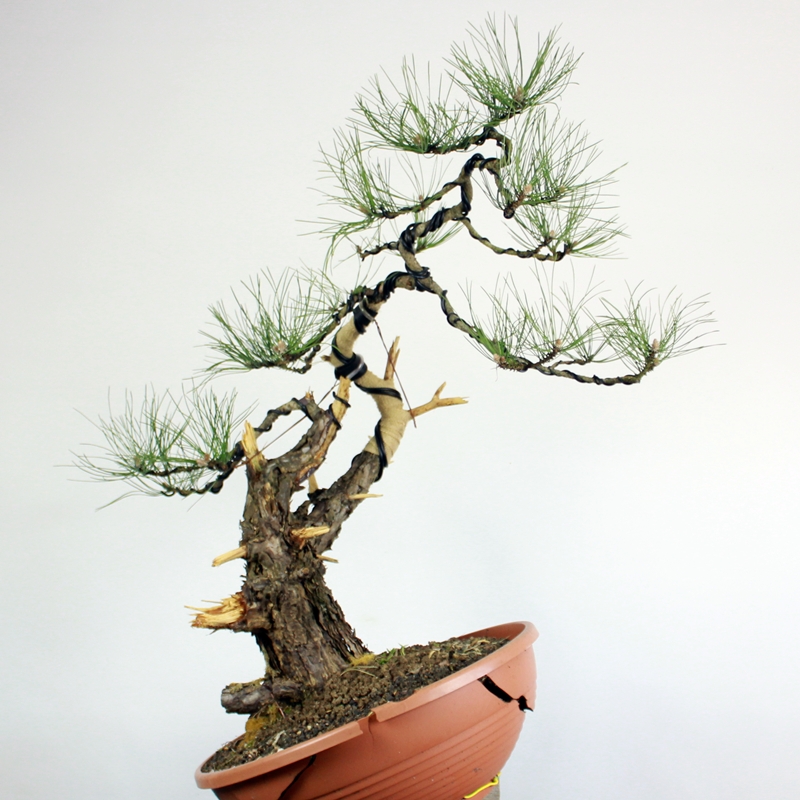 Pinus nigra #10 - black pine