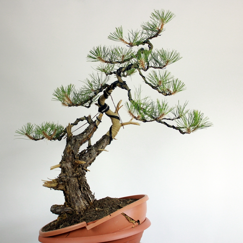 Pinus nigra #10 - črni bor