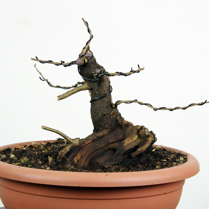 Prunus mahaleb #6 - rešeljika