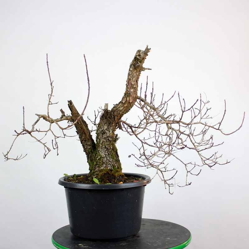 Cotinus coggygria #1 - ruj