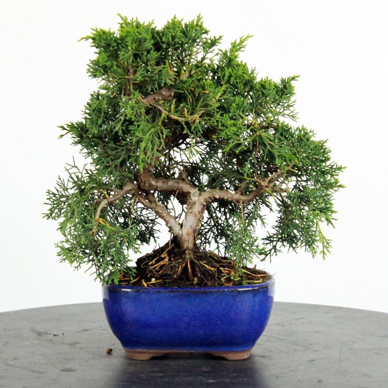 Juniperus chinensis #1 - chinese juniper