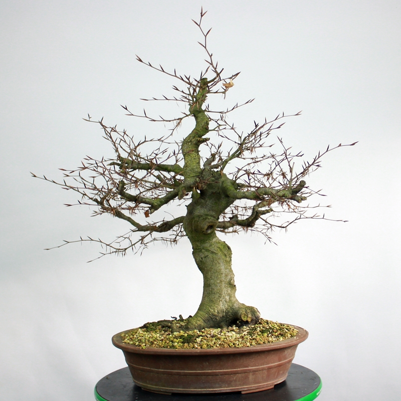 Fagus sylvatica #7 - bukev