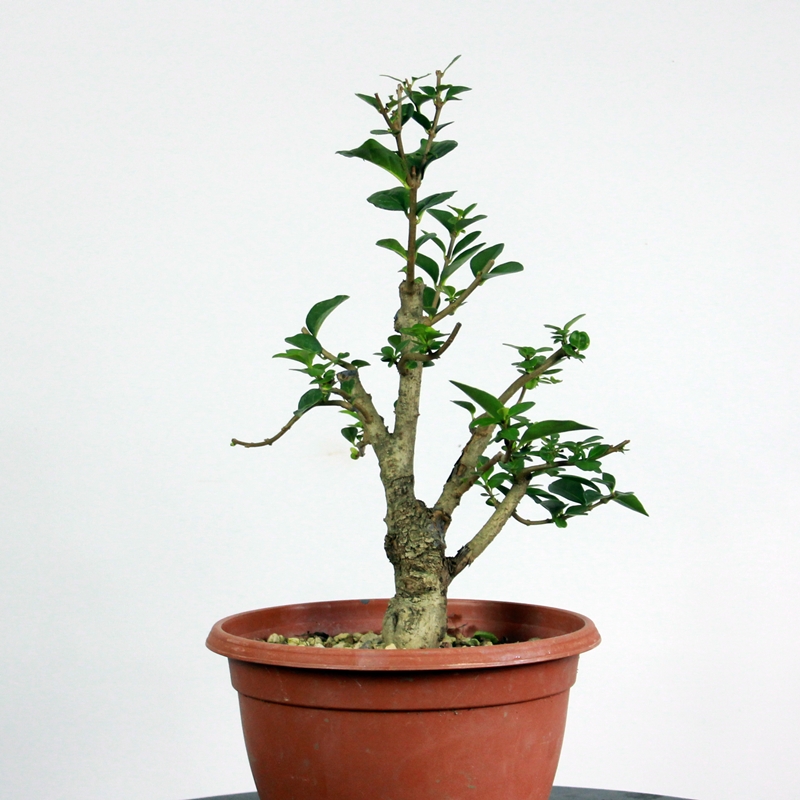 Ligustrum ovalifolium #1 - privet