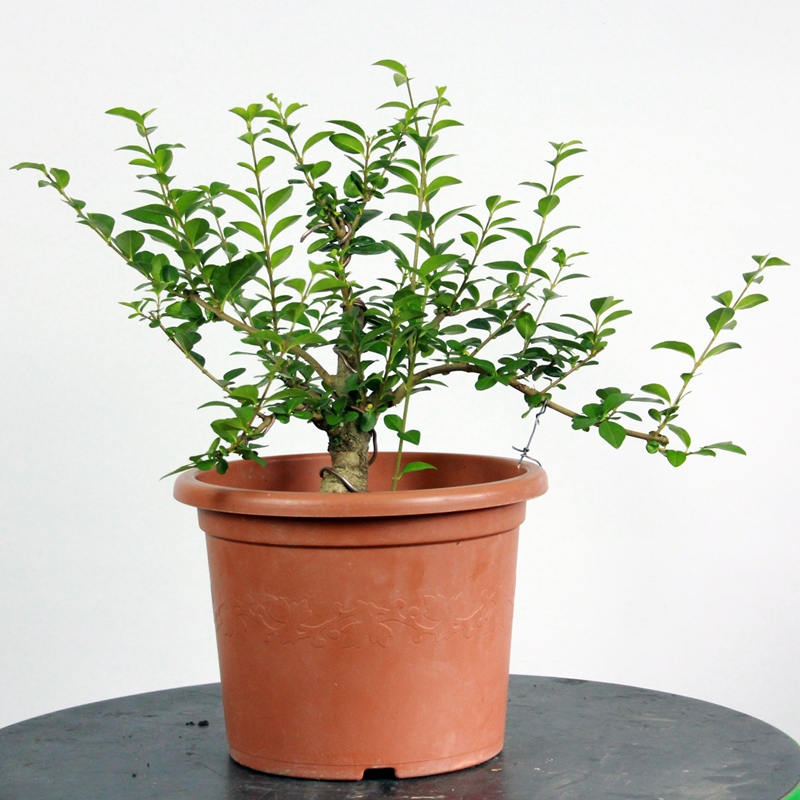 Ligustrum ovalifolium #2 - privet