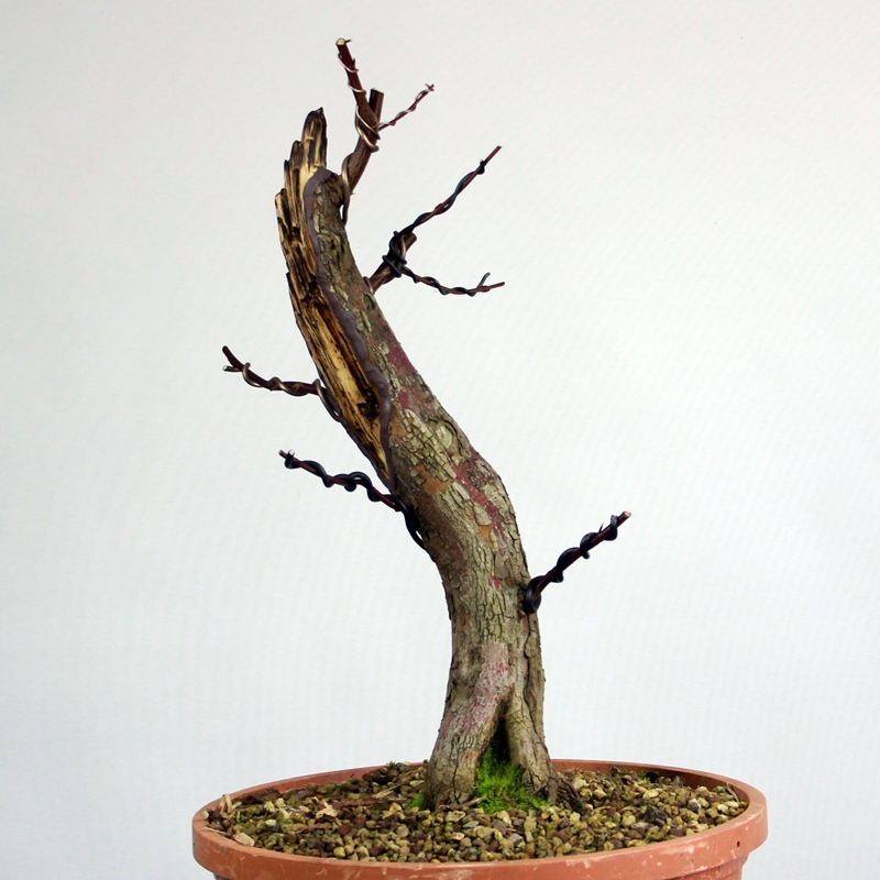 Cornus sanguinea #1 - bloody dogwood