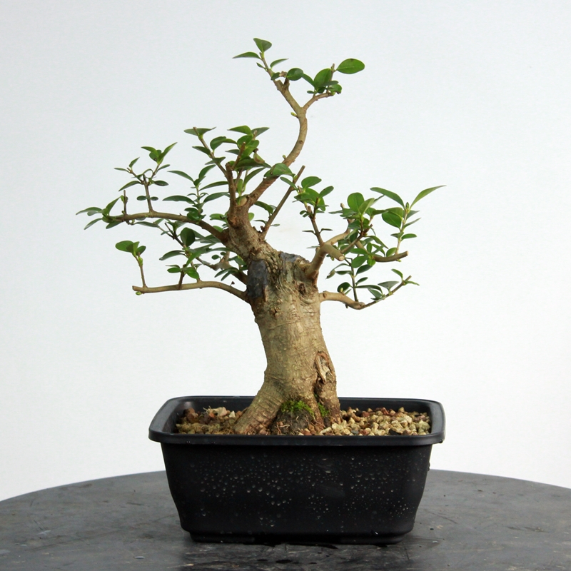 Ligustrum ovalifolium #3 - privet