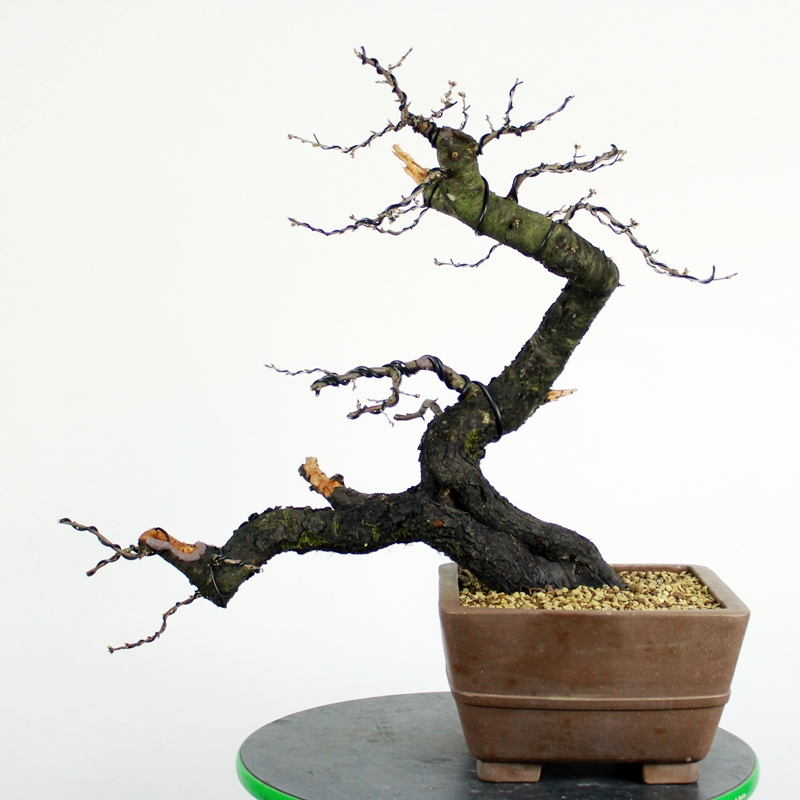 Prunus mahaleb #11 - st. lucy cherry