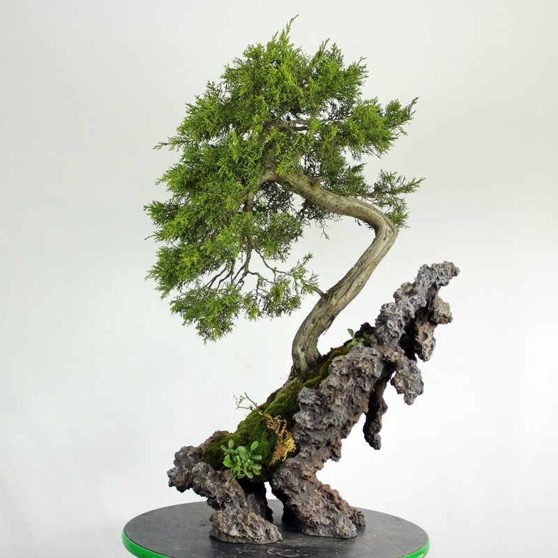 Juniperus virginiana #1 - virginian juniper