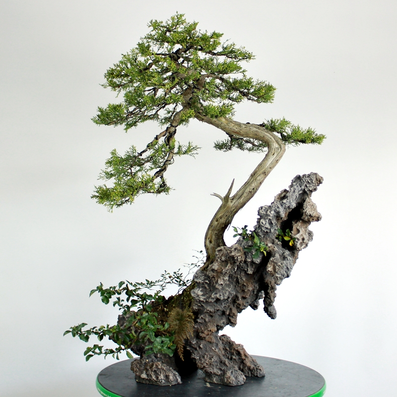 Juniperus virginiana #1 - virginijski brin