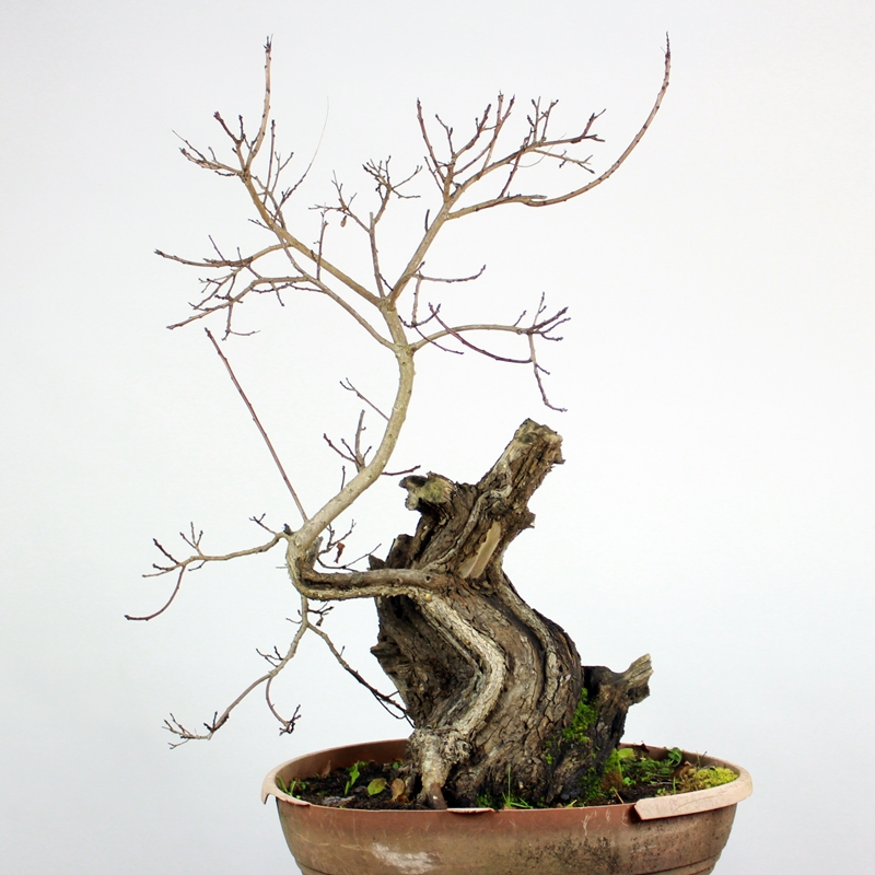 Cotinus coggygria #2 - smokebush