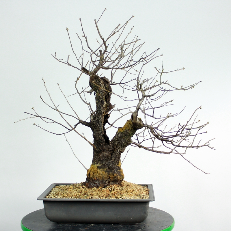 Prunus mahaleb #10 - st. lucy cherry