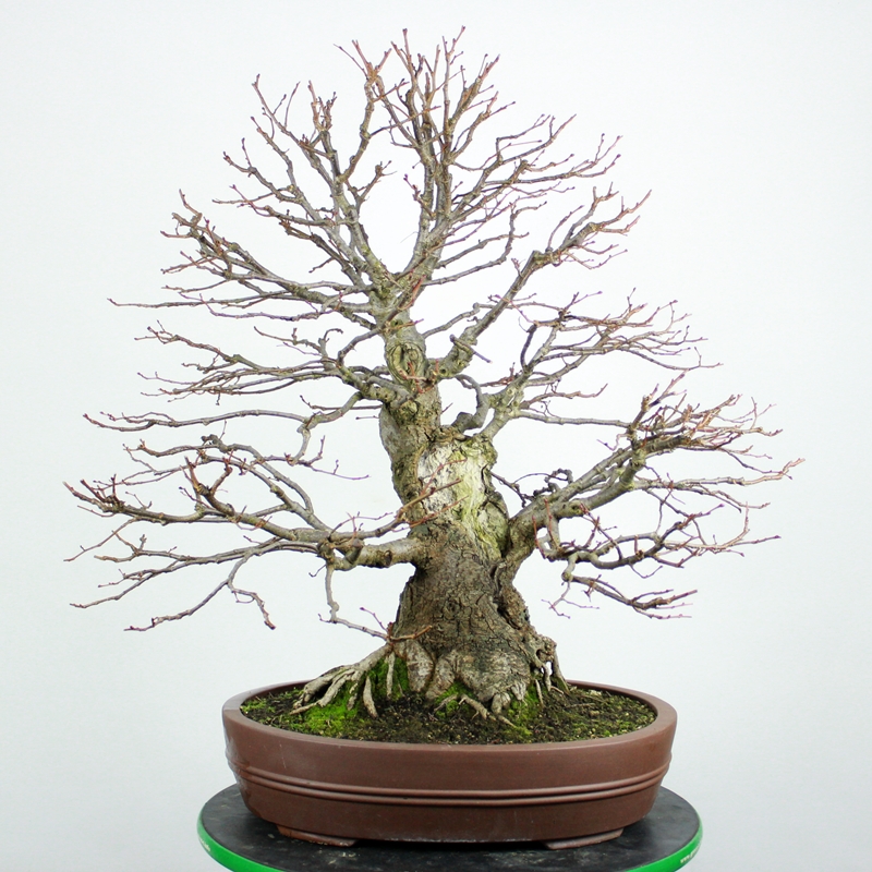 Tilia platyphyllos #3 - linden