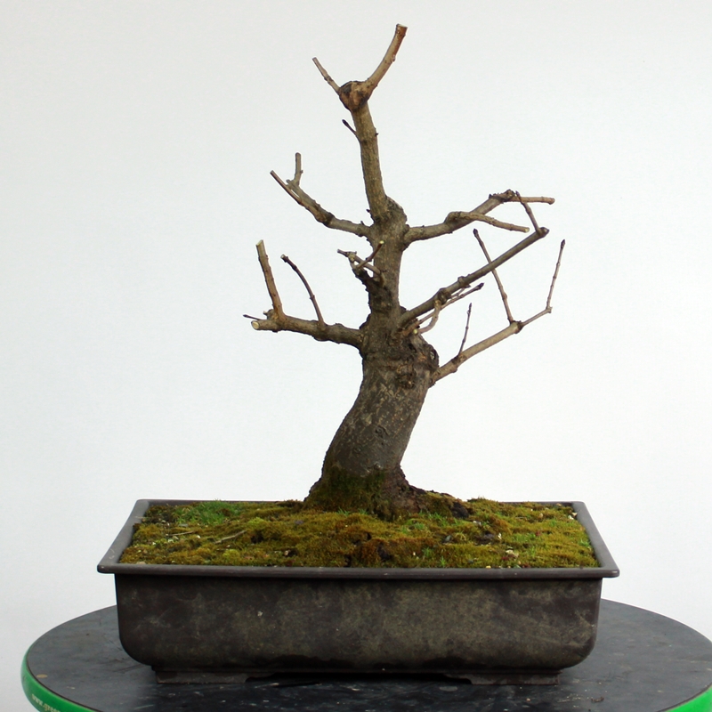 Acer campestre #1 - poljski javor