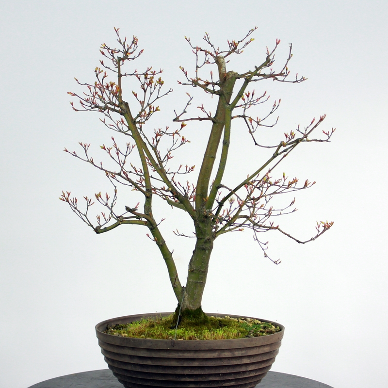 Acer palmatum 'Orange dream' #3 - pahljačasti javor