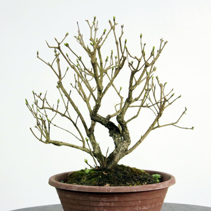 Ligustrum ovalifolium #5 - liguster