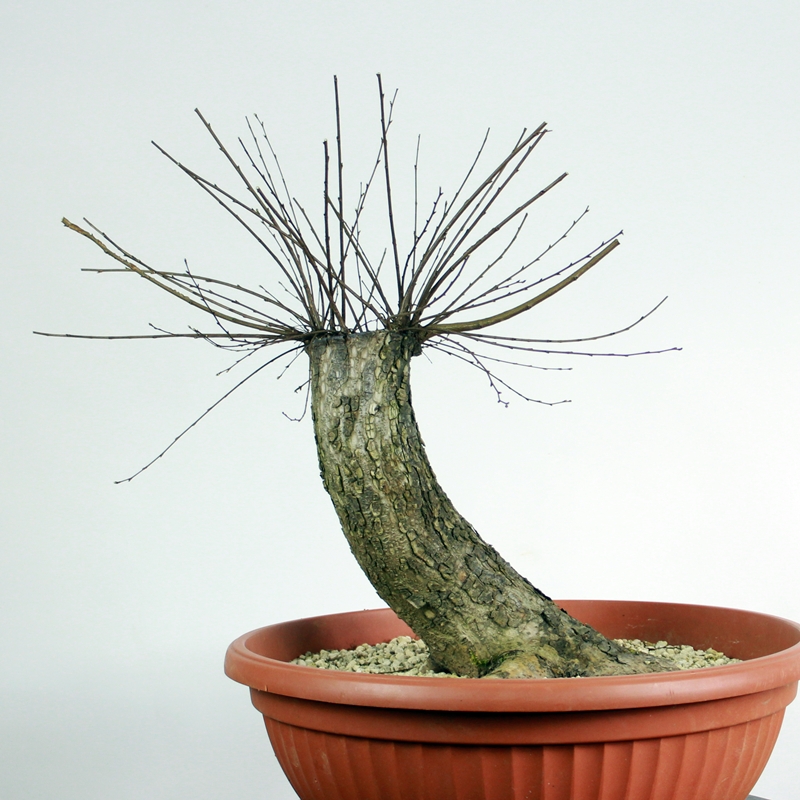 Ulmus minor #2 - poljski brest