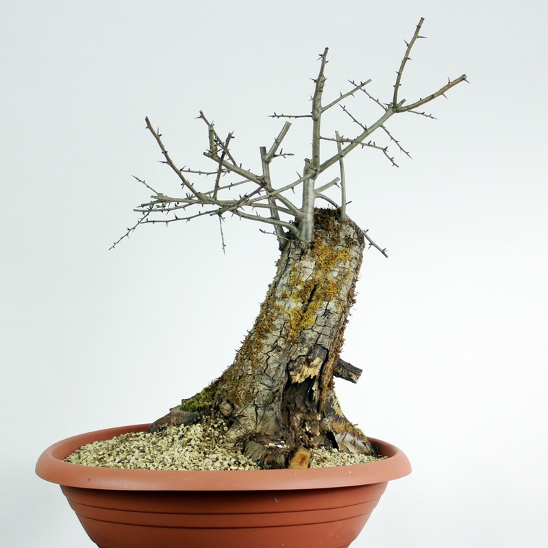 Crataegus monogyna #2 - glog