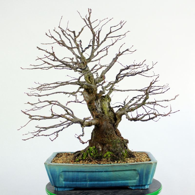 Tilia platyphyllos #3 - linden