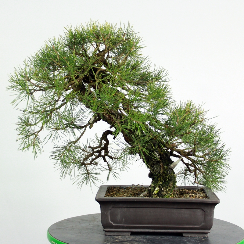 Pinus sylvestris #1 - rdeči bor