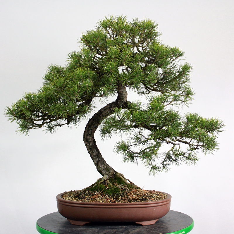 Pinus sylvestris #2 - rdeči bor