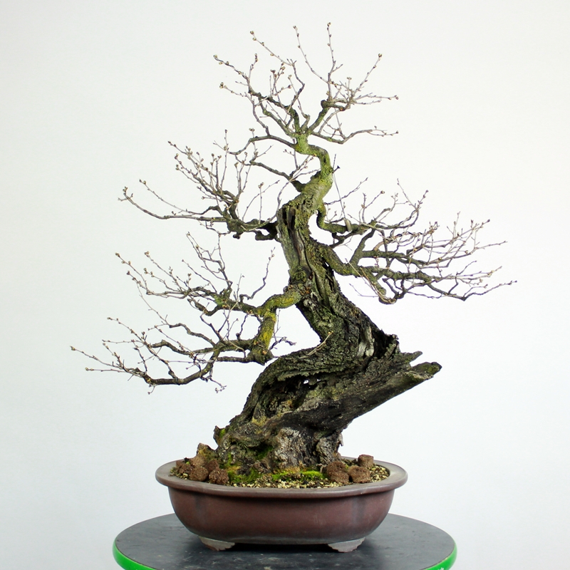 Prunus mahaleb #12 - rešeljika