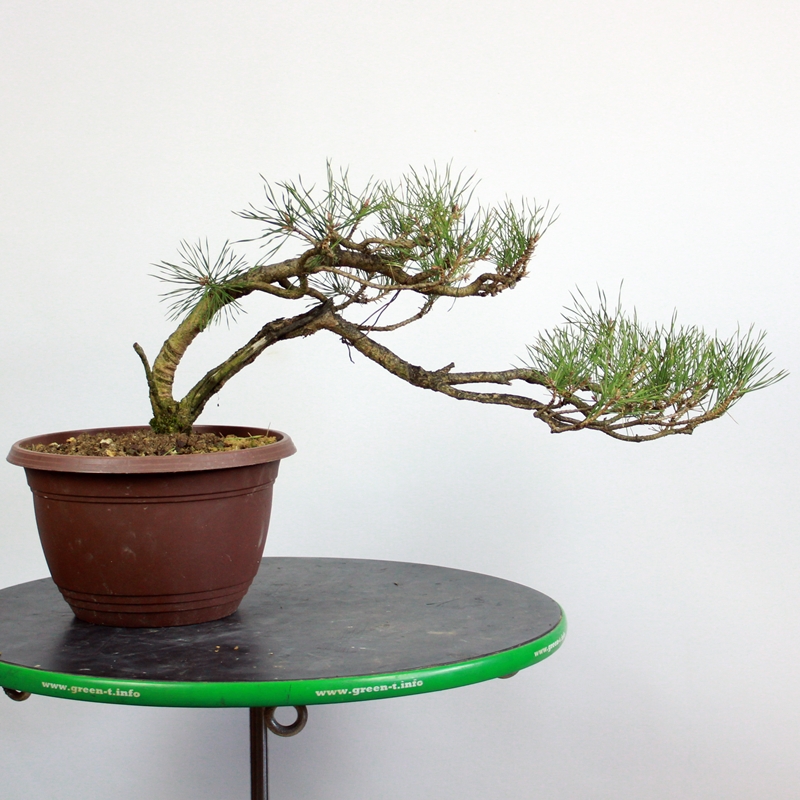 Pinus sylvestris #9 - rdeči bor