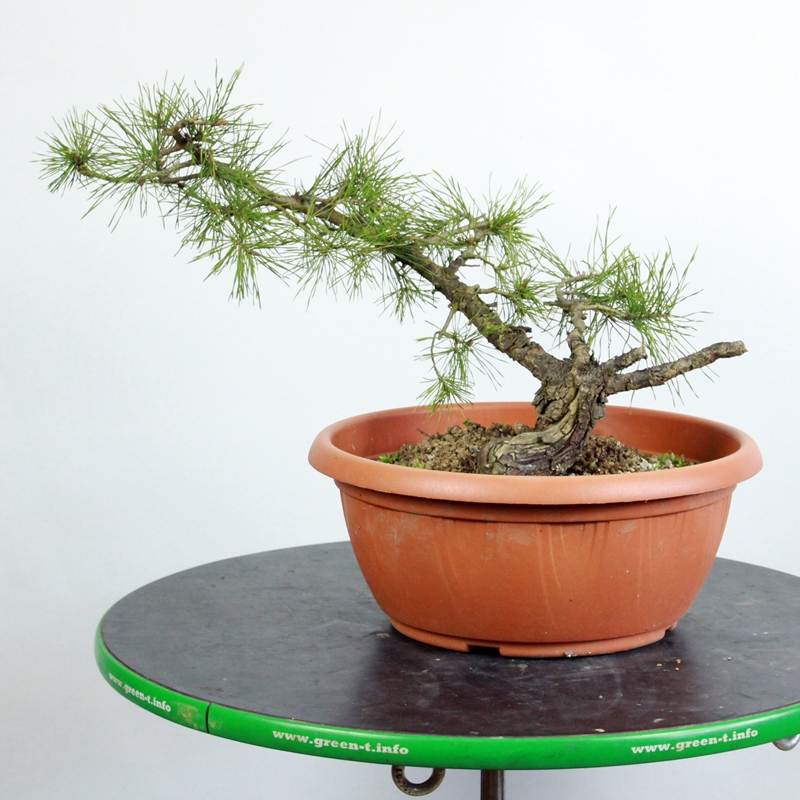 Pinus sylvestris #10 - rdeči bor