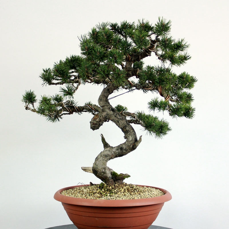 Pinus mugo #3 - rušje