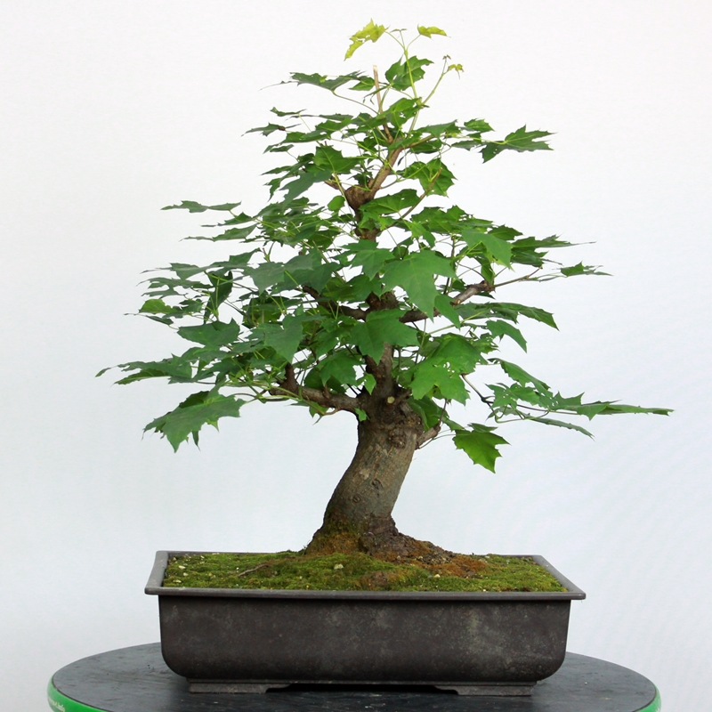 Acer platanoides #5 - ostrolistni javor