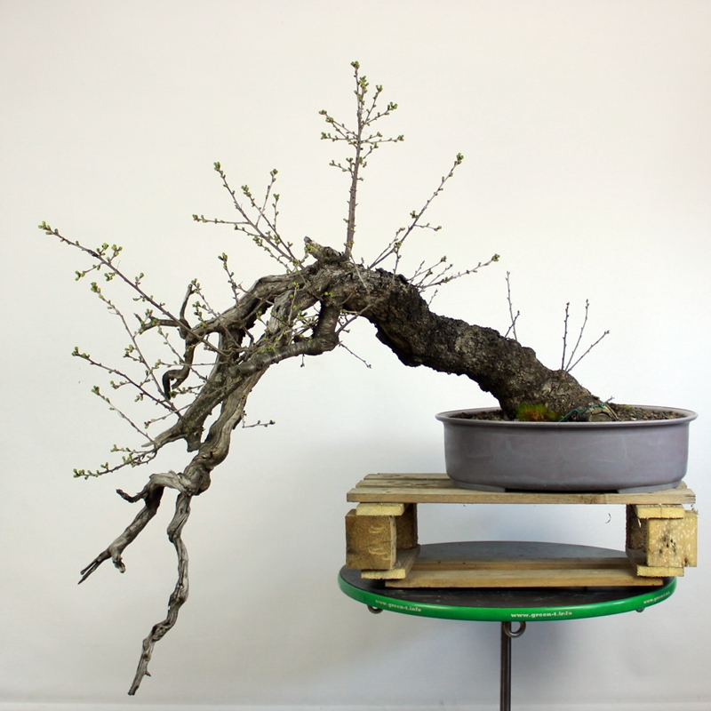 Prunus mahaleb #14 - rešeljika