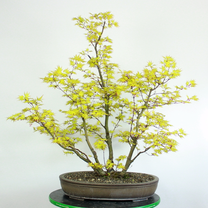 Acer palmatum #5 - pahljačasti javor