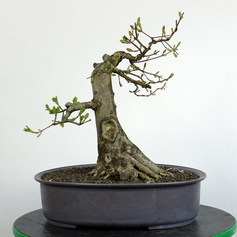 Acer campestre #7 - poljski javor