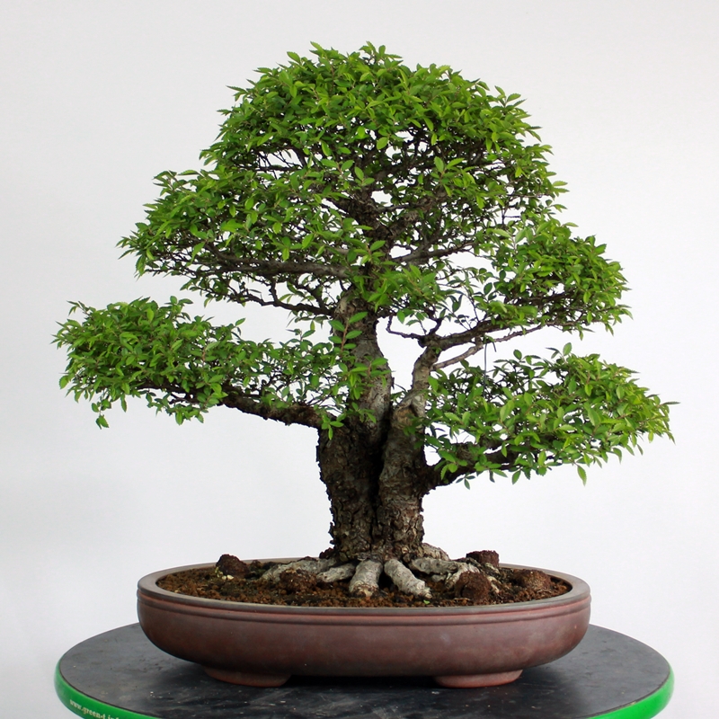 Ulmus parviflora 'Nire' #1 - chinese elm
