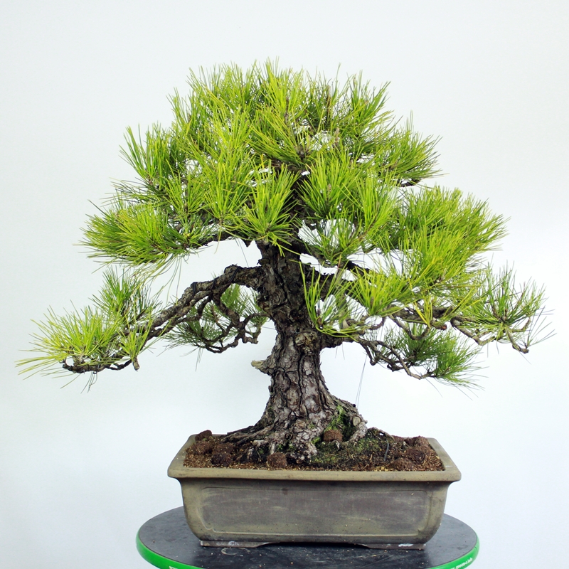 Pinus thunbergii #2 - japanese black pine