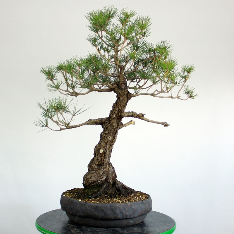 Pinus thunbergii #1 - japanese black pine