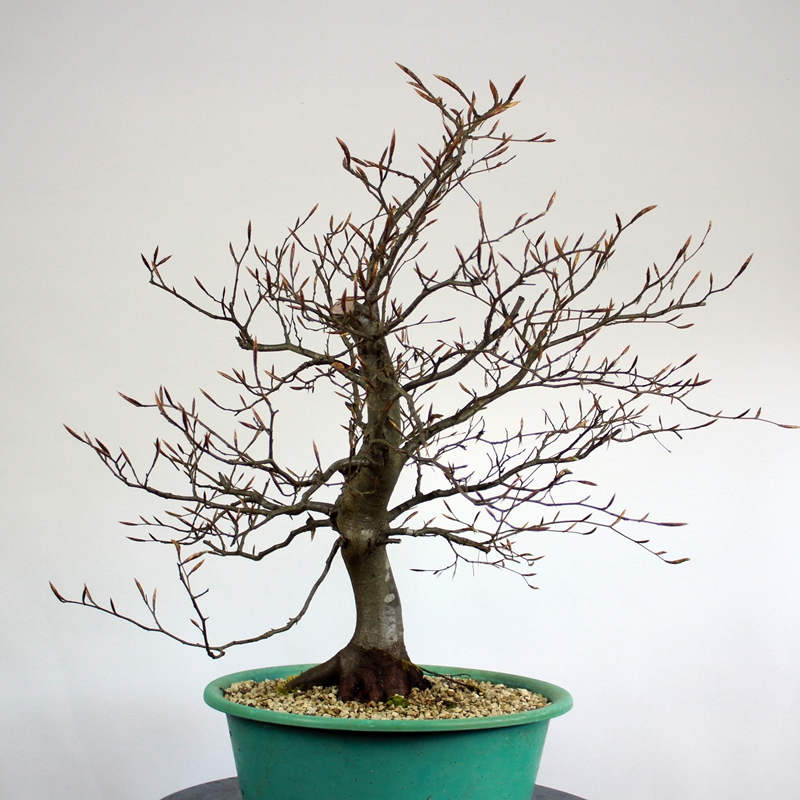 Fagus sylvatica #2 - beech