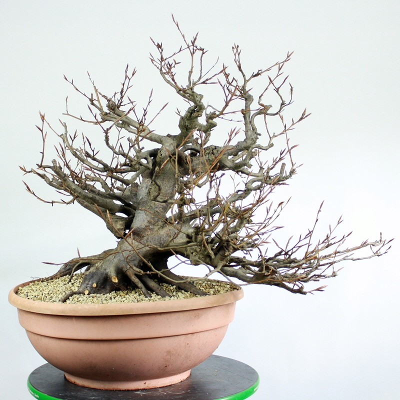 Fagus sylvatica #1 - beech