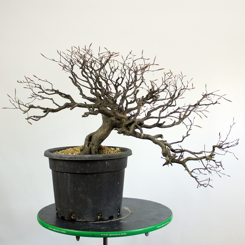 Fagus sylvatica #5 - beech