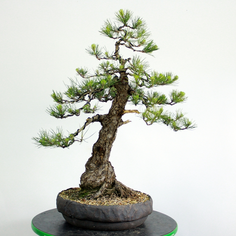 Pinus thunbergii #1 - japanese black pine