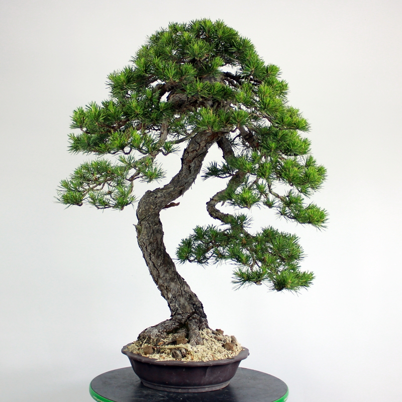 Pinus sylvestris #11 - scots pine